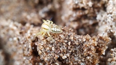 Epocilla