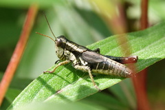Melanoplinae