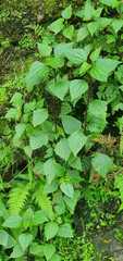 Clerodendrum bungei