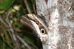 Caligo
