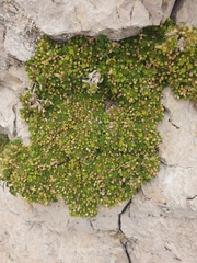 Cherleria sedoides