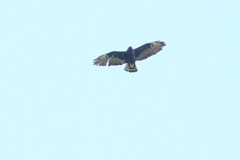 Buteo brachyurus