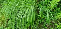Poa anceps