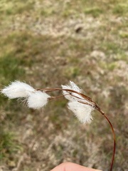 Eriophorum angustifolium