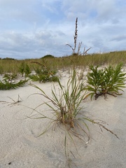 Ammophila breviligulata