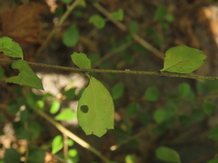 Ehretia microphylla