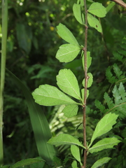 Ehretia microphylla