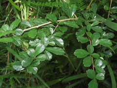 Ehretia microphylla