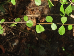 Ehretia microphylla