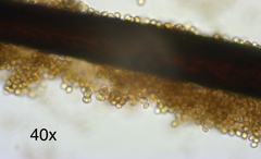 Stemonitis splendens