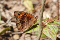 Junonia