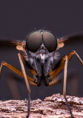 Rhagio