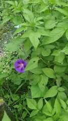 Ipomoea pubescens