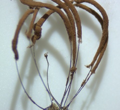 Stemonitis splendens