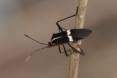 Hypselonotus interruptus