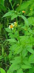 Bidens odorata
