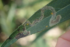 Liriomyza eupatoriella