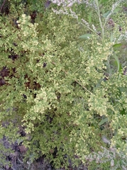 Artemisia annua