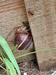 Helix lucorum