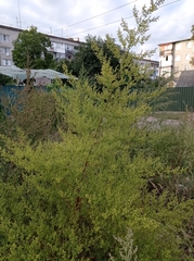 Artemisia annua