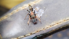 Myrmarachne melanocephala