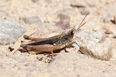 Orphulella