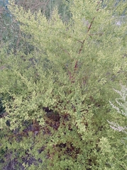 Artemisia annua