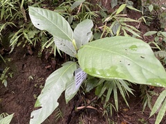 Neonauclea bartlingii