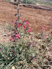 Salvia coccinea