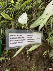 Neonauclea bartlingii