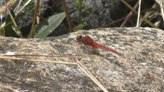 Crocothemis servilia