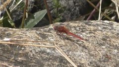 Crocothemis servilia