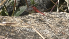 Crocothemis servilia