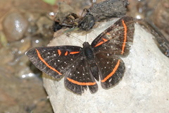 Amarynthis meneria