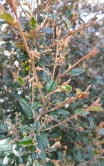 Pomaderris paniculosa paralia