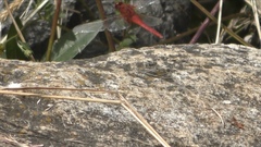 Crocothemis servilia