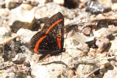 Amarynthis meneria