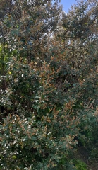 Pomaderris paniculosa paralia