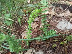 Filipendula vulgaris