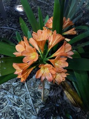 Clivia miniata
