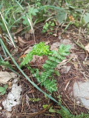 Filipendula vulgaris