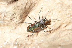 Oxygonia