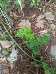Filipendula vulgaris