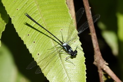 Teinopodagrion