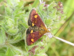 Pyrausta aurata
