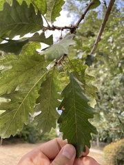 Quercus petraea