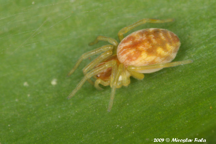 Nigma flavescens