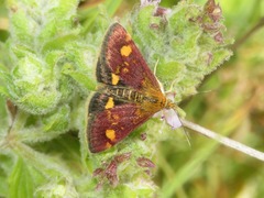 Pyrausta aurata
