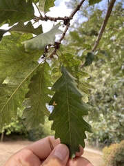 Quercus petraea
