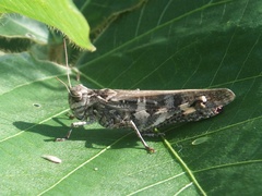 Oedaleus infernalis